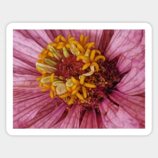 close-up of a single zinnia flower bloom in pink floral fantasy Sticker